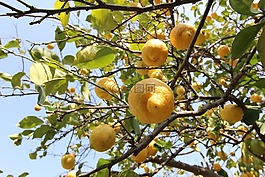 檸檬,樹(shù),柑橘屬水果