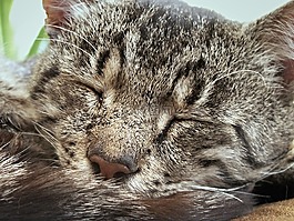 tomcat的,煤烟,猫