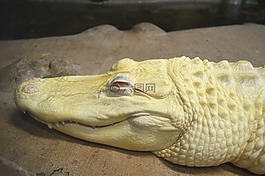 鱷魚,白化,動(dòng)物園