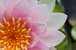 睡蓮,獨獨黃,池塘植物