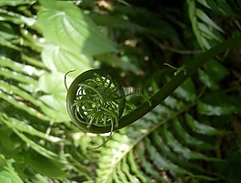 蕨類植物,蕨菜,巨皮革蕨