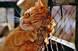 猫,宿醉,红色