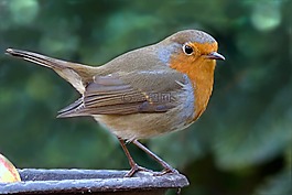 鸟,罗宾,erithacus rubecula