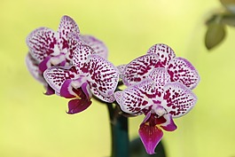 蘭花,花,自然