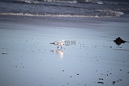 鳥,鏡像,海鷗