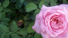 粉紅玫瑰,葉,花