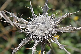 薊,宏,野生