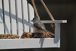 titmouse,tufted titmouse,鸟