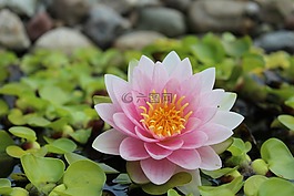 睡蓮,獨獨黃,池塘植物
