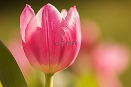 郁金香,花,春天
