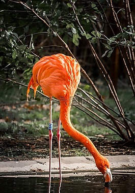 弗拉明戈,動物世界,鳥
