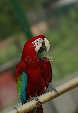 澳門,金剛鸚鵡,鳥