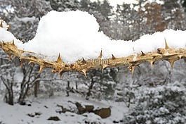 雪,冬季,大自然