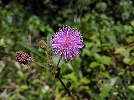 shameplant,含羞草,花