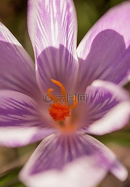 花,藏紅花,春天的花