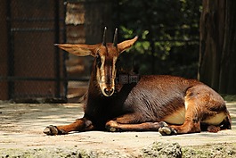 動物園,動物,動物的畫像