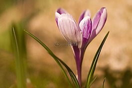 花,藏紅花,春天的花
