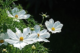 鮮花,性質(zhì),夏季
