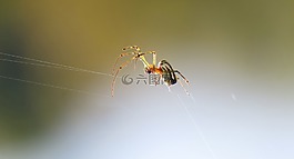昆蟲,蜘蛛,無脊椎動物