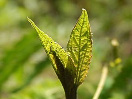 爆發(fā),新增功能,葉