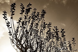 樹,分支機(jī)構(gòu),烏賊墨