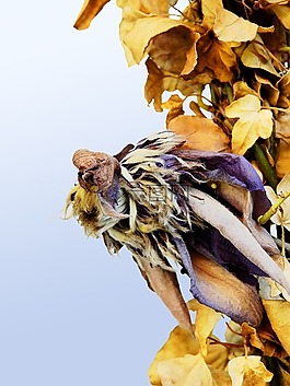 葉子,花,性質(zhì)