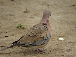 笑鴿子,鴿子,鳥