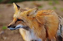 ?？怂?野生動物,捕食