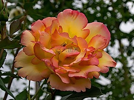 玫瑰,配套飾物d'or,藤本月季