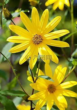 鵝花,花,廠