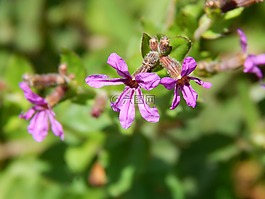 鮮花,紫丁香,小