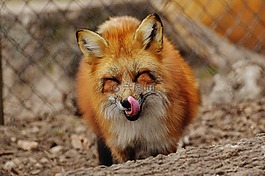 ?？怂?wildpark 地點(diǎn),動物