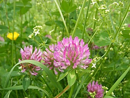 克萊,性質(zhì),開花