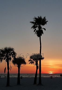 日落,棕櫚樹,海岸