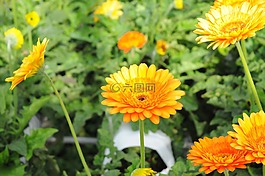 花,精油,氣候變化