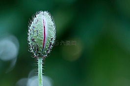 花,罌粟,春天的花