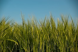 谷物,小麥,穗