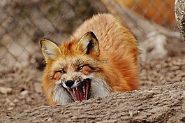?？怂?wildpark 地點(diǎn),動(dòng)物