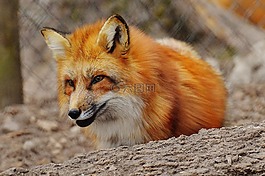 福克斯,wildpark 地點,動物