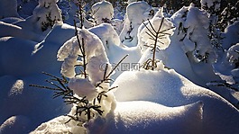 森林,雪,冬天