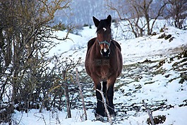 馬,騎術,雪