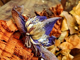 葉子,花,性質(zhì)