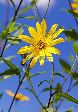 鵝花,花,廠