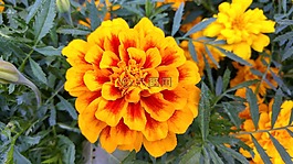 花卉,黃色,橙色