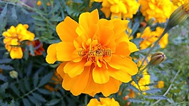 花卉,黃色,性質(zhì)
