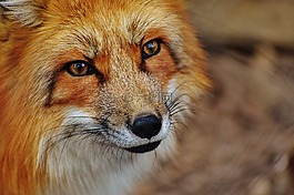 ?？怂?wildpark 地點(diǎn),動(dòng)物