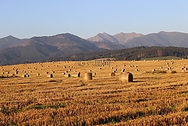 場,干草,稻草