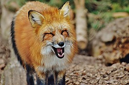 福克斯,wildpark 地點,動物