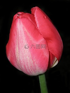郁金香,花,自然