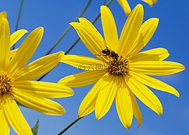 蜜蜂,鵝花,花
